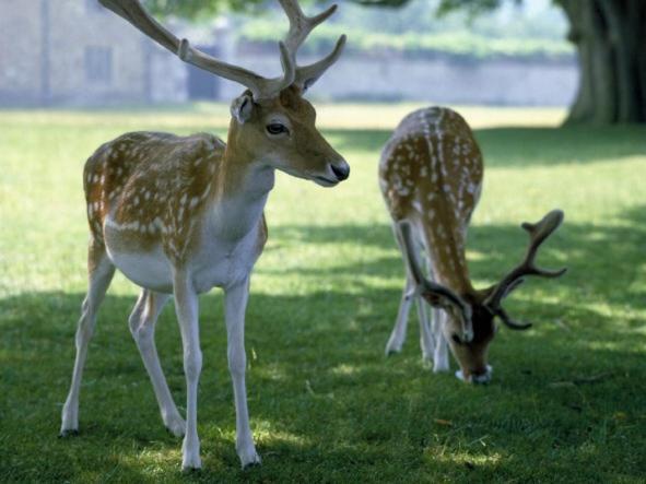 Knole B&B Sevenoaks Ngoại thất bức ảnh